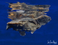   Baby Loggerhead Turtle makes its way thru clear blue water Gulf Stream search seaweed hide beginning long journey  